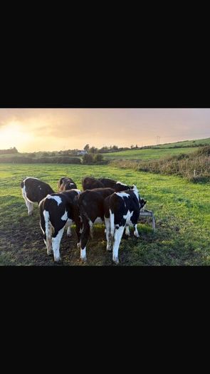Hereford Weanlings Heiferes No Movements