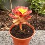 plant Image 2