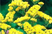 (S) Statice Yellow Gold Coast seeds 0.3g (411405)