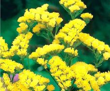(S) Statice Yellow Gold Coast seeds 0.3g (411405)
