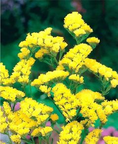 (S) Statice Yellow Gold Coast seeds 0.3g (411405)