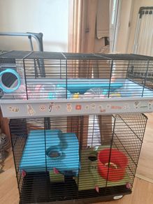 Hamster