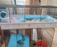 Hamster