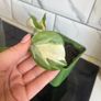 plant n'joy pothos Image 3