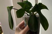 houseplant Philodendron 69686