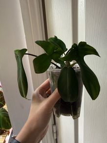 houseplant Philodendron 69686