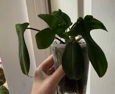 houseplant Philodendron 69686