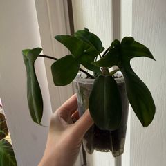 houseplant Philodendron 69686