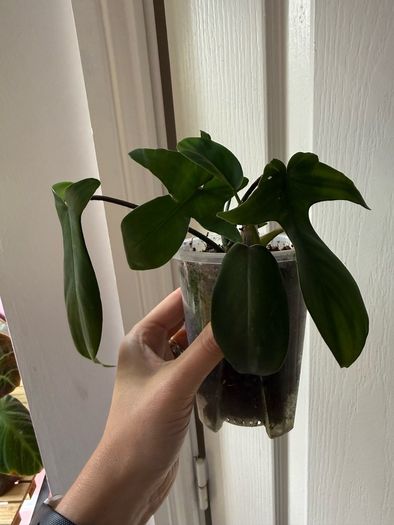 houseplant Philodendron 69686