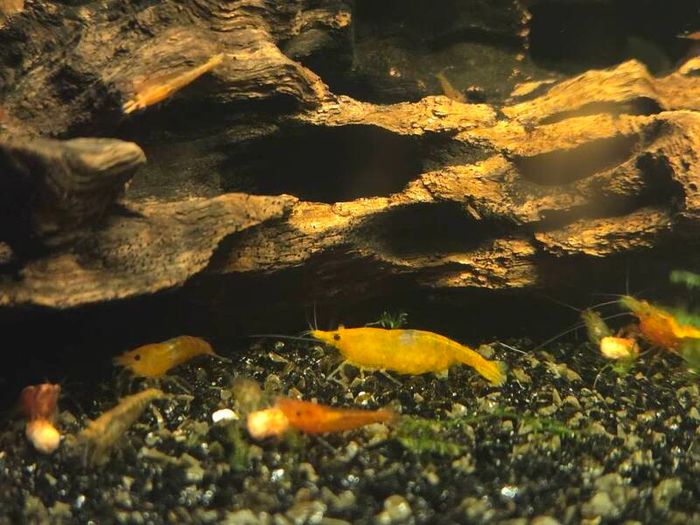 shrimp