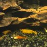 shrimp Image 2