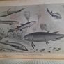 Creatures of Other Days 1896 hardback first edition by Rev H N Hutchinson in good condition FREE POSTAGE INCLUDED Image 7