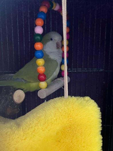 Pet adoption