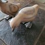 Ducks Image 3