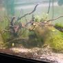 110L fish tank need gone ASAP Image 7