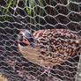 Ornamental Pheasants for sale Image 2