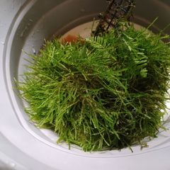 3x Moss portions (Aquatic plant)