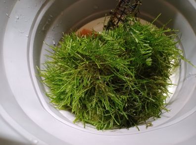 3x Moss portions (Aquatic plant)