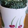 Plant Sedum Buritto Image 4