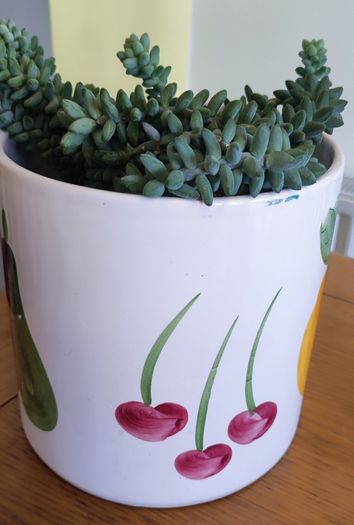Plant Sedum Buritto