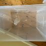 2 clear plastic storage boxes  80ltr Image 6