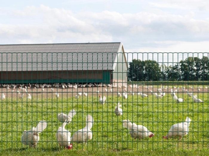 Amagabeli 1.2M X 20M Drahtzaun Gartenzaun Maschendraht Grünen