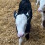Hereford calves Image 3