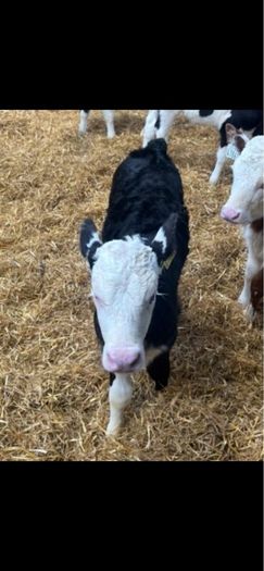 Hereford calves