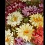 19th century oil painting Szapary Image 2