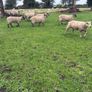 Three year old breeding Ewes Image 5