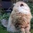 catgracemcguire