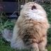catgracemcguire
