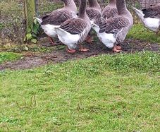 Toulouse gander