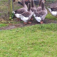 Toulouse gander