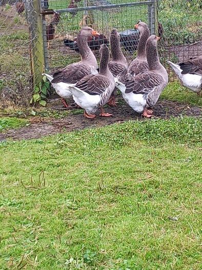Toulouse gander