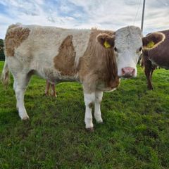 3 sim heifers