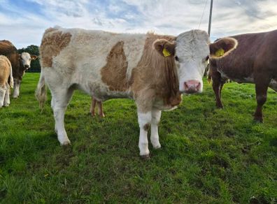 3 sim heifers