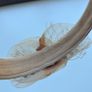 Hairband Image 4