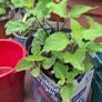 Salvia Hot Lips Image 2