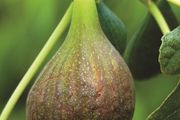 Fig trees