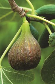 Fig trees