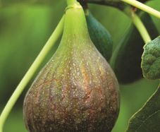 Fig trees
