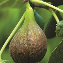 Fig trees