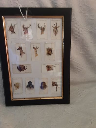 3 x vintage cigarette card's,  pub's  boat's and animal heads