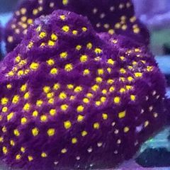 Outer space spammacora