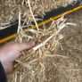 Pea straw/ pea Haulm FODDER Image 3