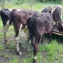 Bull calves Image 4