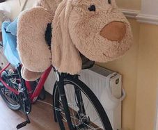 soft teddy dog