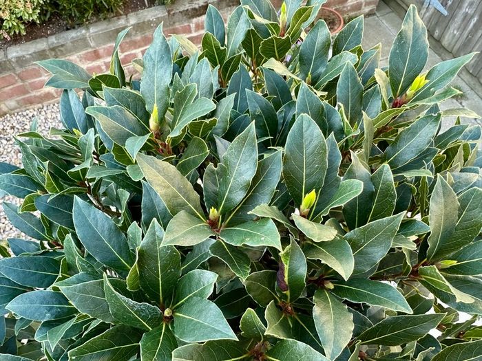 Laurus Nobilis with 45cm head in 12L pot and 140cm in height