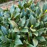 Laurus Nobilis with 45cm head in 12L pot and 140cm in height Image 6